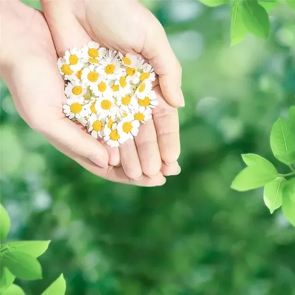 Фото - Прокладки гігієнічні Naturella Camomile Normal Single з крильцями 10шт
