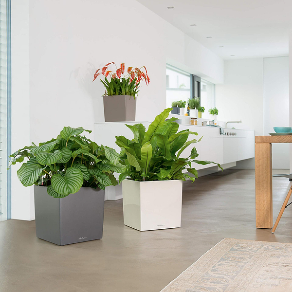 Фото - Вазон Lechuza CUBE 50/50/50 Premium Білий 16560