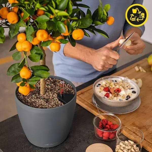 Фото - Вазон Lechuza CLASSICO Color ECO 35 сірий 18933