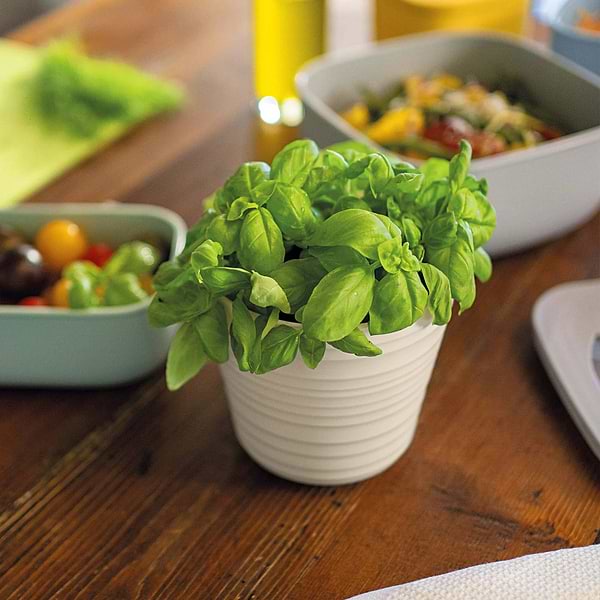 Фото - Вазон Guzzini 196200158