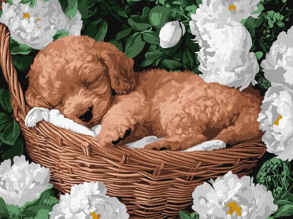 Картина по номерам Ideyka Спящий пудель 30х40 см (KHO6677)