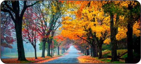 Фото - Килимок для миші Voltronic Осіння дорога (R362)