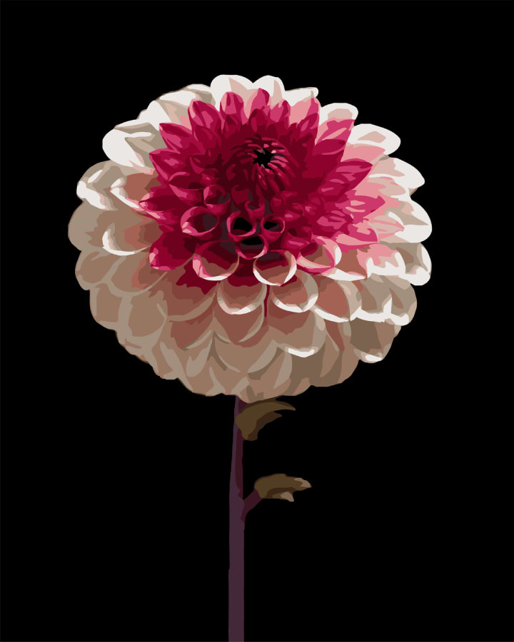 Картина за номерами Strateg Біло-рожева квітка 40х50 (AH1266)