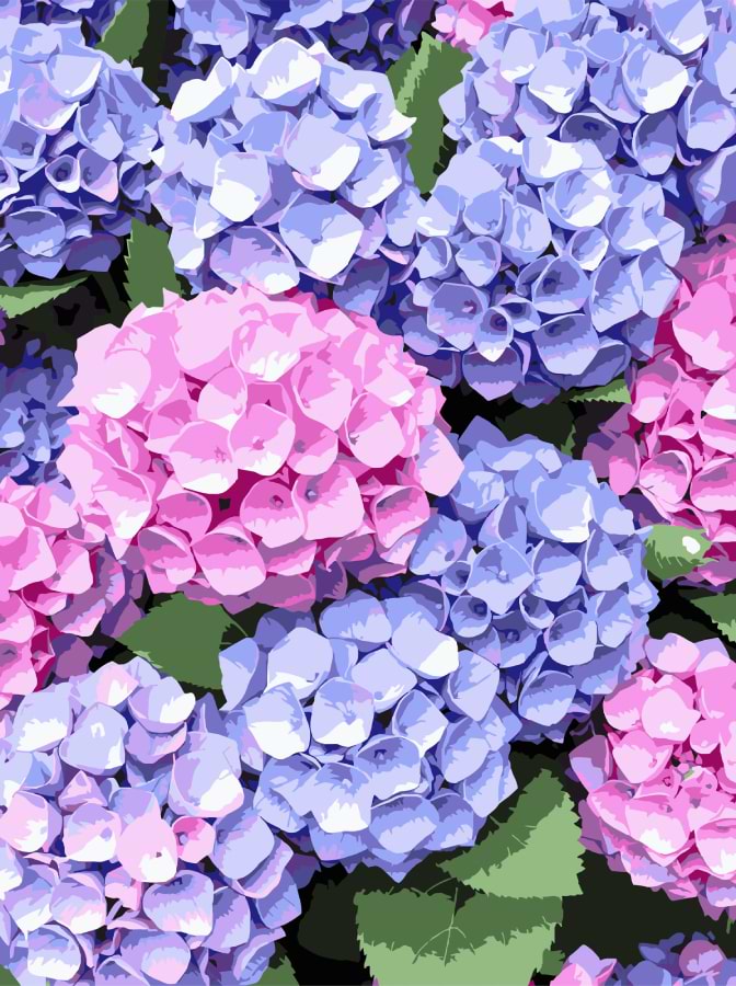 Картина по номерам Strateg Гортензии 30х40 (SS-1284)