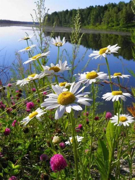 Фото - Алмазная живопись Strateg Ромашки у реки 50х65 см (SGK86070)