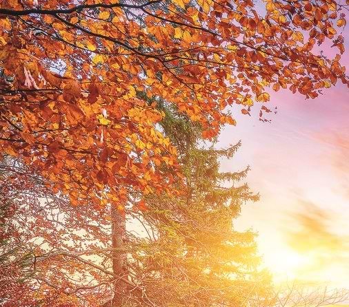 Фото - Пазлы (8+) Trefl "Вид на замок Нойшванштайн" (500 элм.) (37427)