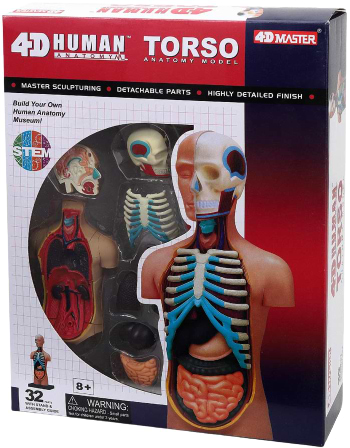 Набір для дослідження 4D Master Торс людини (FM-626003)