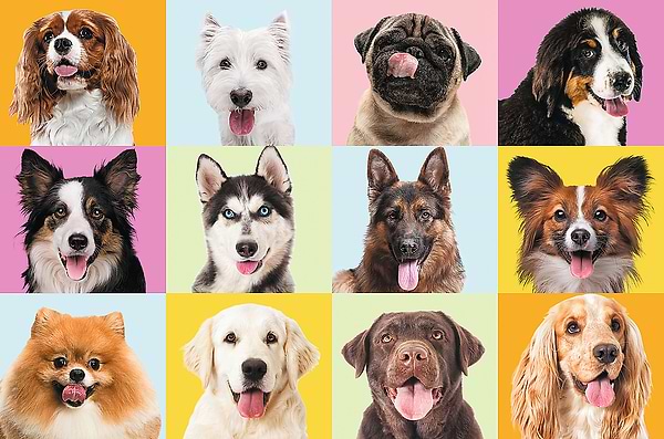 Фото - Пазли (3-4 роки) Trefl Милі песики 60 ел. (73741)