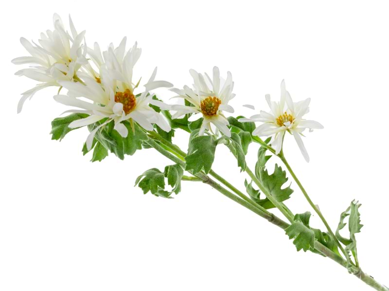 Ветка декоративная Lefard хризантемы белая 85 см (820-035)