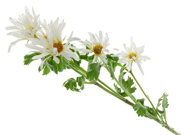 Фото - Гілка декоративна Lefard хризантеми біла 85 см (820-035)