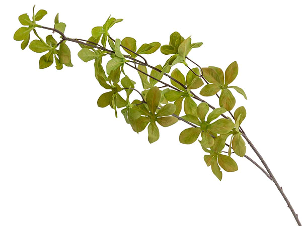 Фото - Ветка декоративная Lefard Акебия зеленая 68 см (821-094)