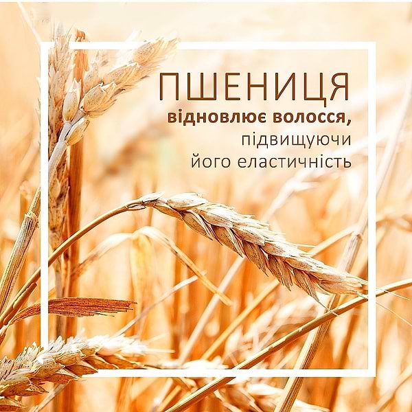 Фото - Шампунь женский Schauma Нежное Восстановление 400 мл (9000101620825)