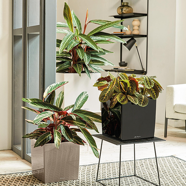 Фото - Вазон Lechuza CUBE 50/50/50 Premium Білий 16560