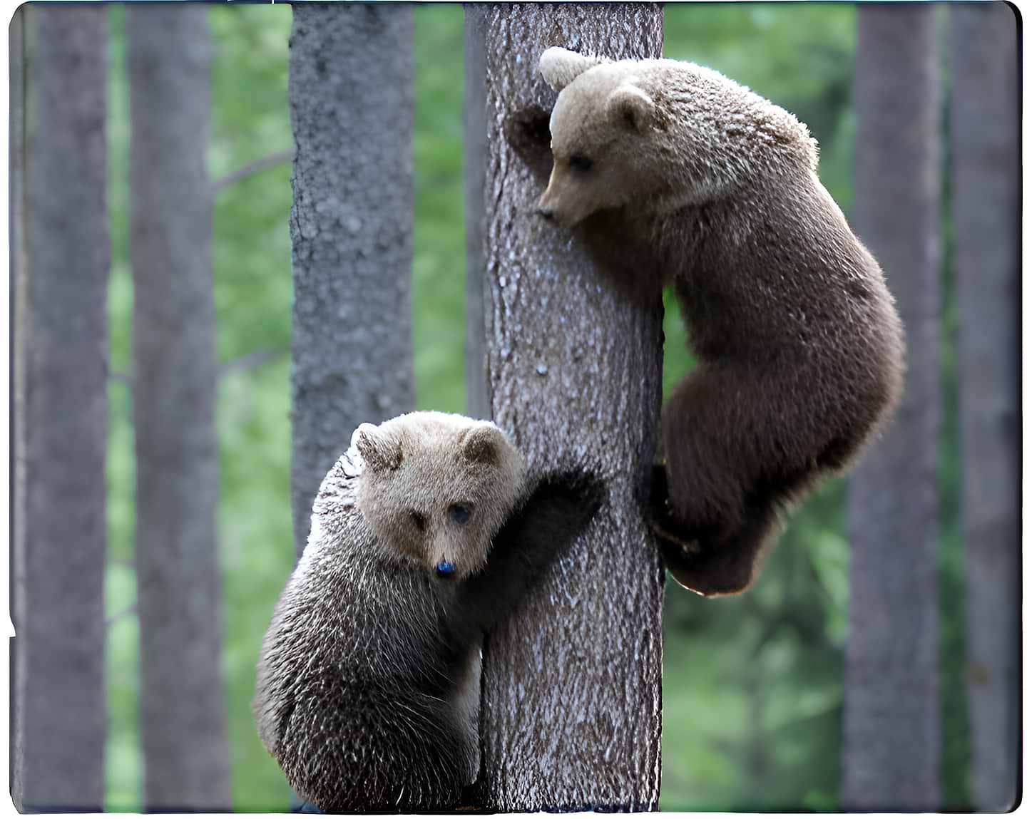 Коврик для мыши Voltronic Two Bears (YT-CAT11) - Фото 1