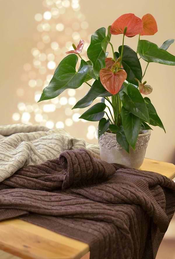 Фото - Покрывало двуспальное Прованс мокко 220х240 см (013912)