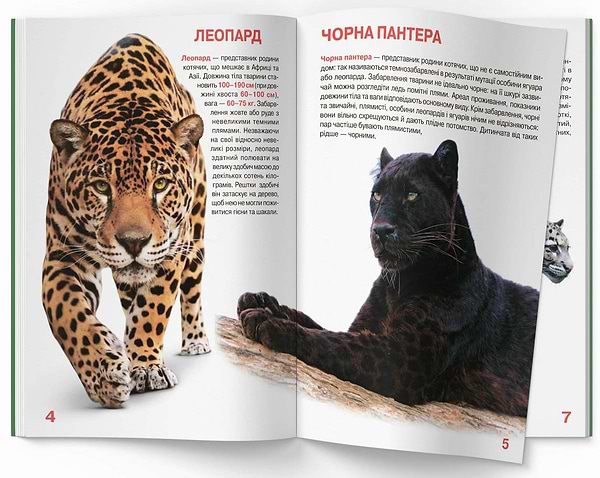 Фото -  Crystal Book Велика книжка. Дикі кішки (9786177268177)