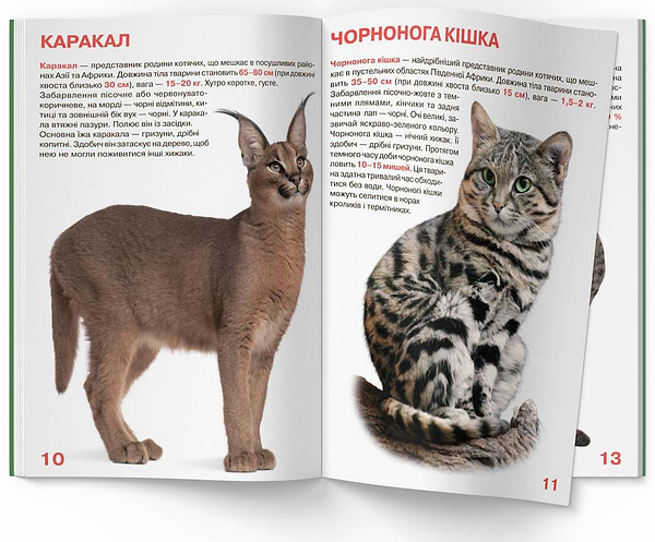 Фото -  Crystal Book Велика книжка. Дикі кішки (9786177268177)