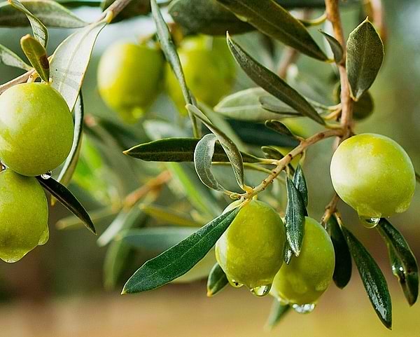 Фото - Гель для душа Palmolive Натурэль Оливковое Молоко 250мл