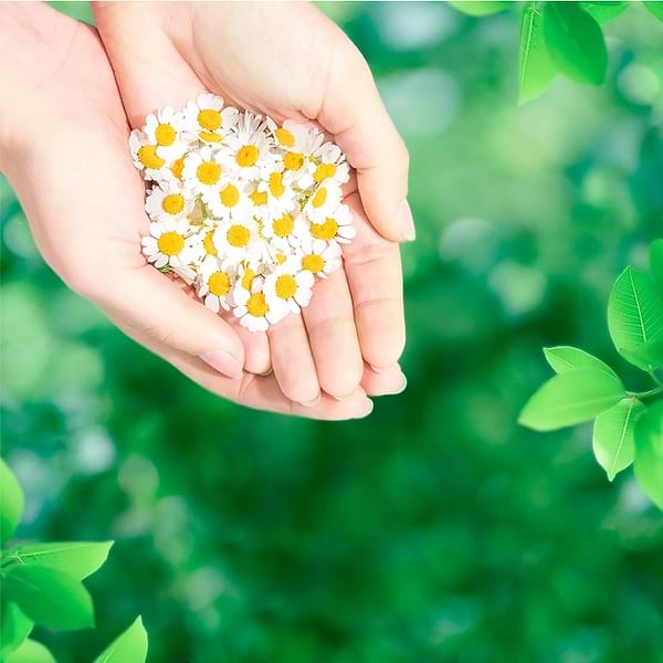 Фото - Прокладки гігієнічні Naturella Camomile Normal 40шт