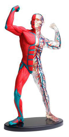Набір для дослідження Edu-Toys Модель м'язів і скелета людини збірна 19 см (SK056)