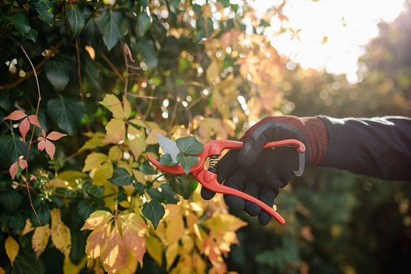 Фото - Секатор BRADAS Line Profi 8" (KT-RG1027/8)