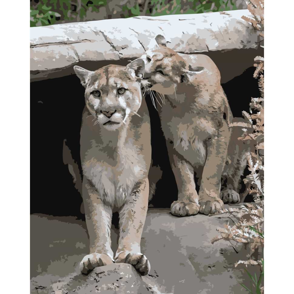 Картина по номерам Strateg Игривые пумы 40х50 см (DY122)