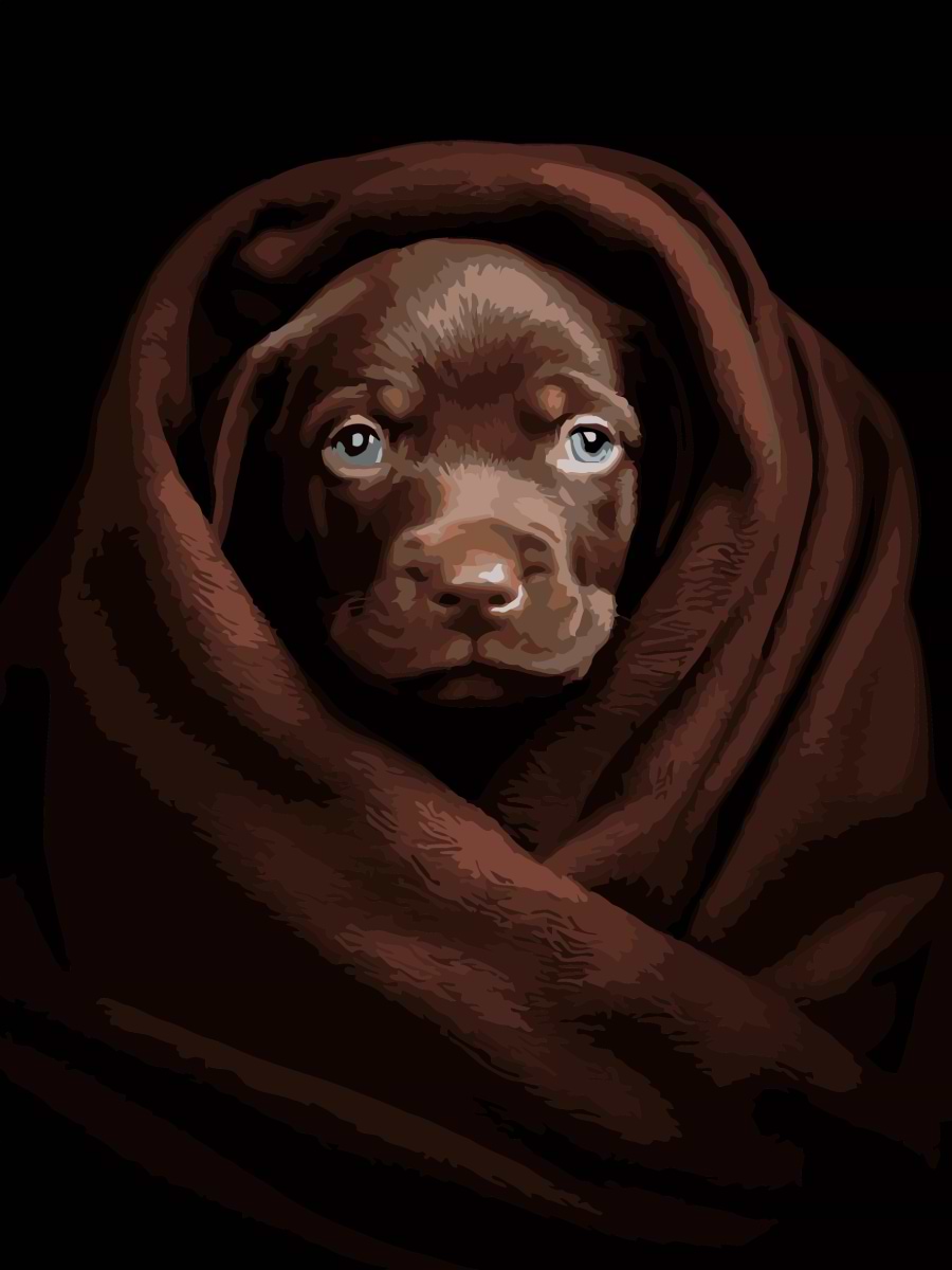 Картина по номерам Strateg Собачка в пледе на черном фоне 30х40 (FH-26)