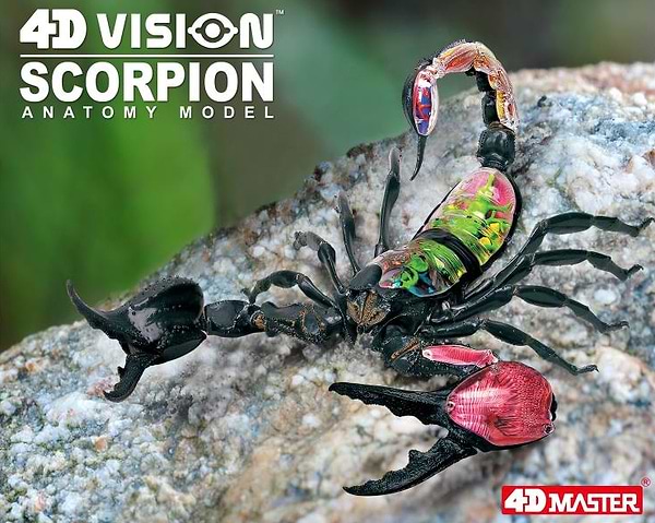 Фото - Набір для дослідження 4D Master Скорпіон (FM-622033)