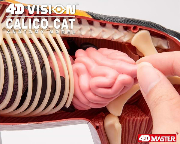 Фото - Набір для дослідження 4D Master Кіт (FM-622040)