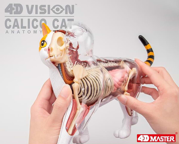 Фото - Набір для дослідження 4D Master Кіт (FM-622040)