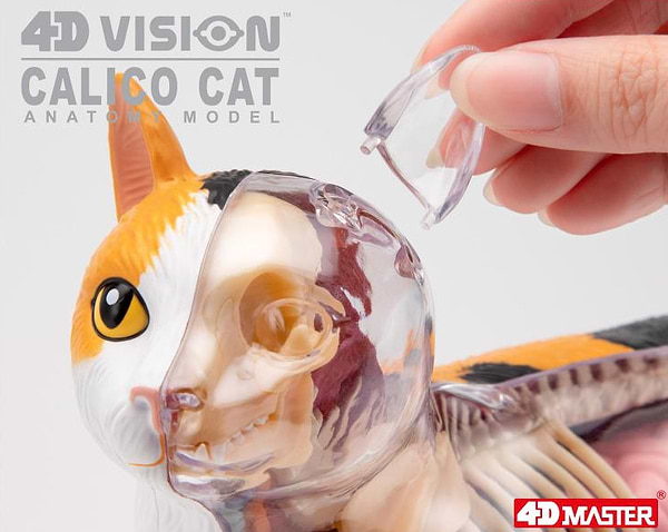 Фото - Набір для дослідження 4D Master Кіт (FM-622040)