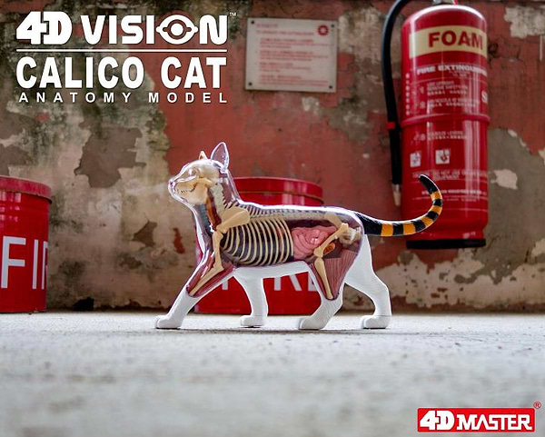 Фото - Набір для дослідження 4D Master Кіт (FM-622040)