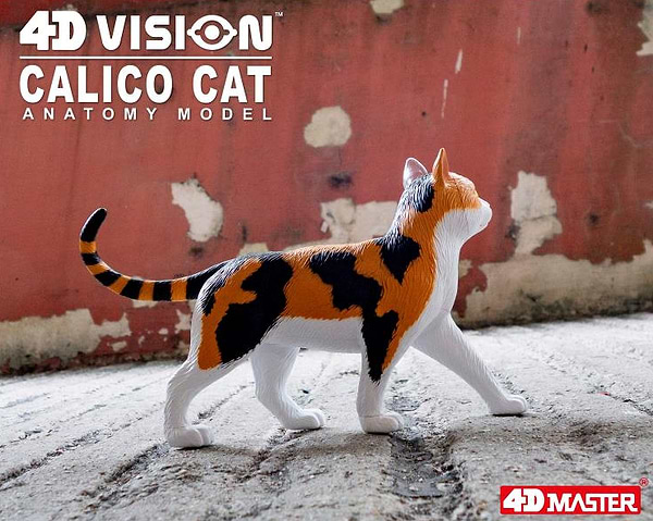 Фото - Набір для дослідження 4D Master Кіт (FM-622040)