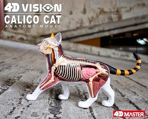 Фото - Набір для дослідження 4D Master Кіт (FM-622040)