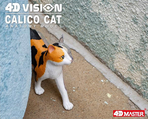 Фото - Набір для дослідження 4D Master Кіт (FM-622040)