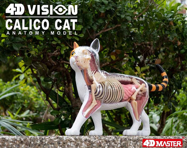 Фото - Набір для дослідження 4D Master Кіт (FM-622040)