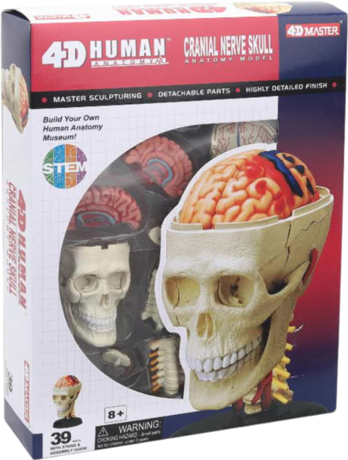 Набір для дослідження 4D Master Черепно-мозкова коробка людини (FM-626005) - Фото 1