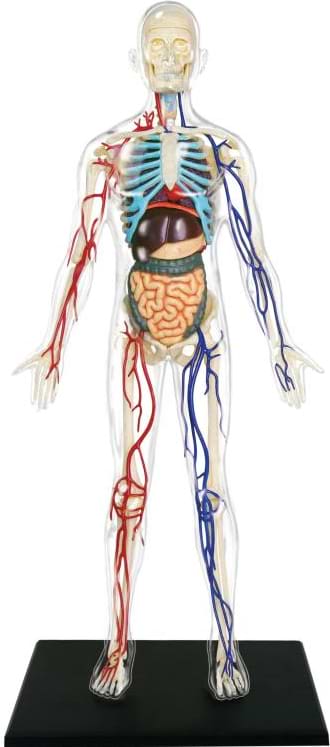 Фото - Набор для исследования 4D Master Тело человека прозрачное (FM-626204)
