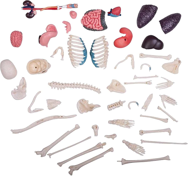 Фото - Набор для исследования 4D Master Тело человека прозрачное (FM-626204)