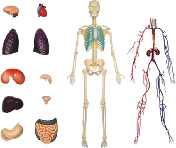 Фото - Набор для исследования 4D Master Тело человека прозрачное (FM-626204)