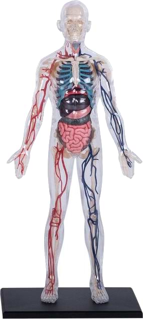 Фото - Набор для исследования 4D Master Тело человека прозрачное (FM-626204)