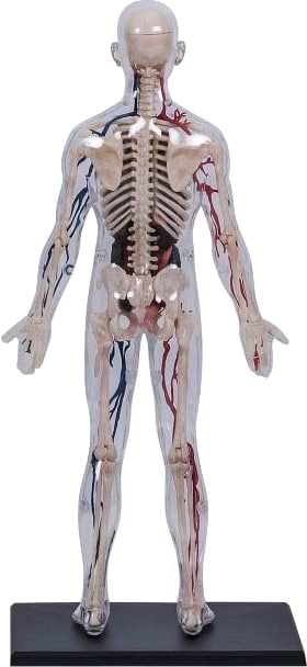 Фото - Набор для исследования 4D Master Тело человека прозрачное (FM-626204)