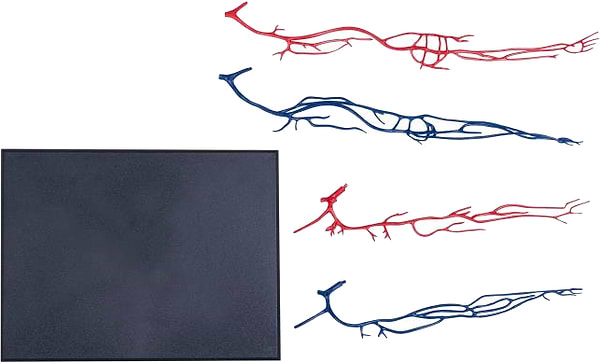 Фото - Набор для исследования 4D Master Тело человека прозрачное (FM-626204)