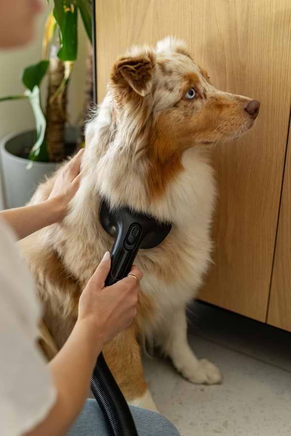 Фото - Пылесос ручной для дома Gorenje SVC296749NEBL