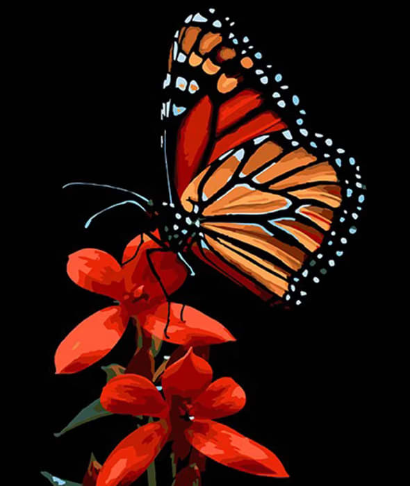 Картина по номерам Strateg Красота бабочки на красном цвете 30х40 см (FH-13)