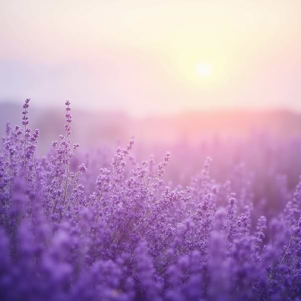 Фото - Набор свечей Bolsius 18 шт. лаванда (983477)