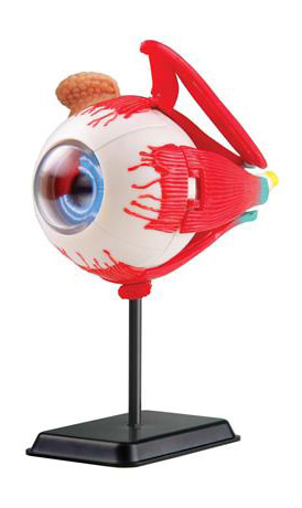 Набір для дослідження Edu-Toys Модель очного яблука збірна 14 см (SK007)