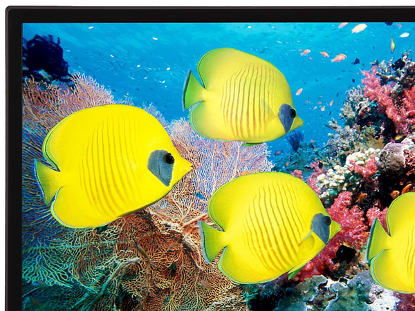 Фото - Телевизор LG 32LJ500V