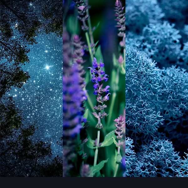 Фото - Свічка скло Yankee Candle Medium Midsummer's Night (Літня Ніч) 368 г (1630002E)