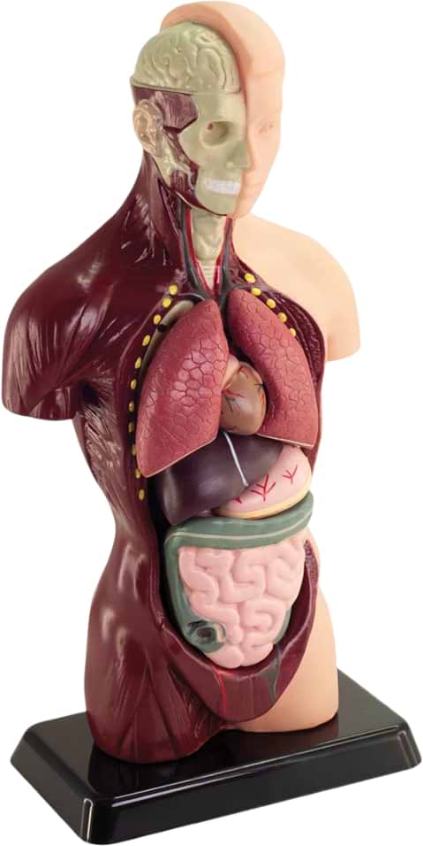 Набір для дослідження Edu-Toys Анатомічна модель людинизбірна 27 см (MK027)